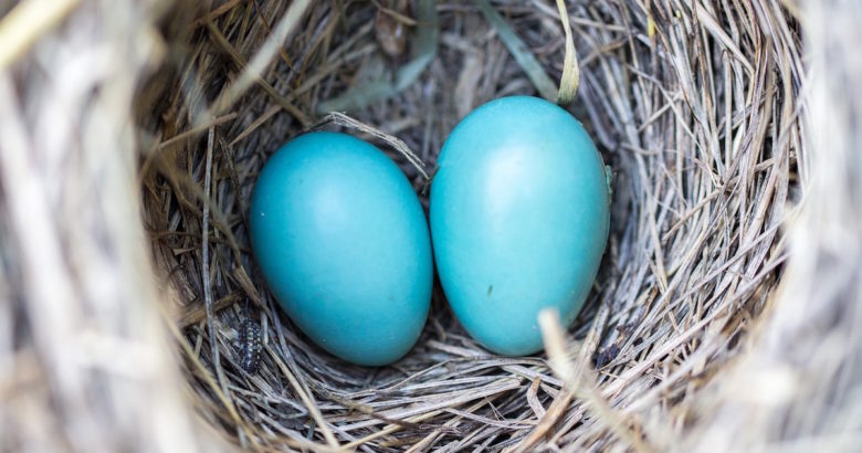 blue eggs in a nest